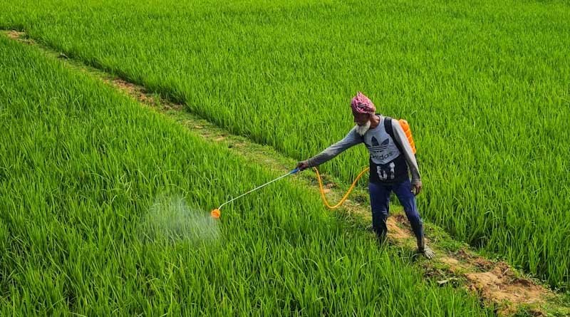 “7 Government Steps to Save Kharif Crops From El Nino